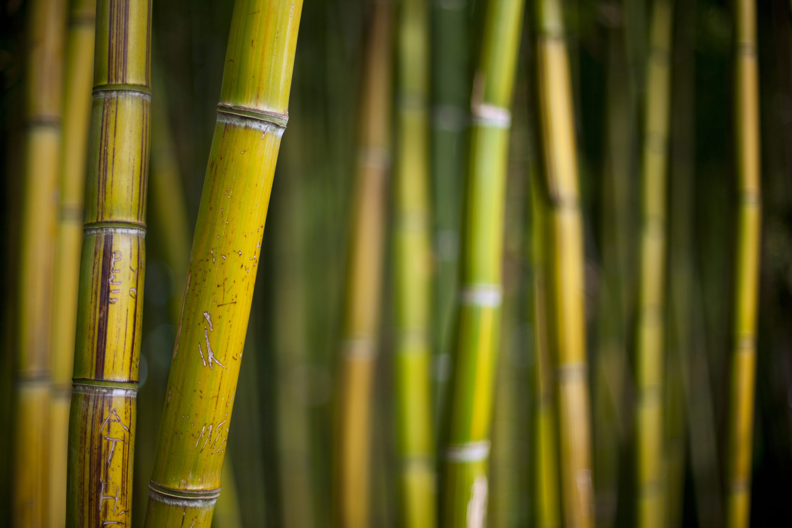 Fibra de Bambú: El nuevo material textil natural, fresco, antibacterias y ecológico.